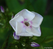 unbekannter Phlox