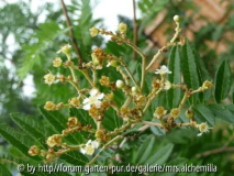 Sorbus Blüte