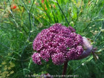 Angelica gigas Flower August 2013