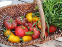 Korb mit Tomaten