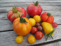 Erste größere Tomatenernte 2013