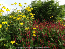 Persicaria amplexicaulis Speciosus mit Rudbeckia nitida Herbstsonne August 2013