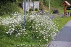 Straßenrand im Altmühltal