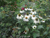 Echinacea purpurea Alba