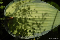 Hosta-Schattenspiele 01