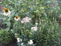 Echinacea, Anaphalis, Zwerg-Phlox, Lysimachia