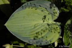 Hosta-Schattenspiele 02