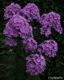 Phlox von Troll