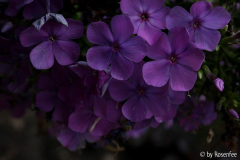 Phlox 