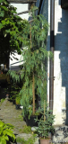 cupressus cashmeriana