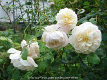 Crocus Rose Blütenbüschel