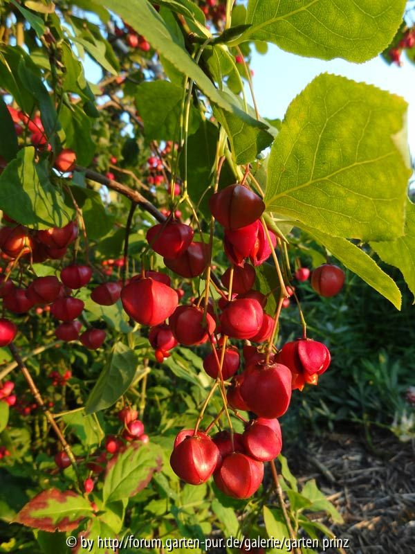 Euonymus planipes August 2013