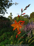 Crocosmia Star of the East August 2013