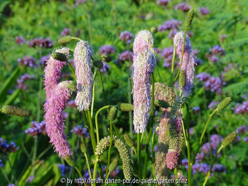 Sanguisorba Pink Brushes August 2013