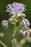 Thalictrum-Entwicklung