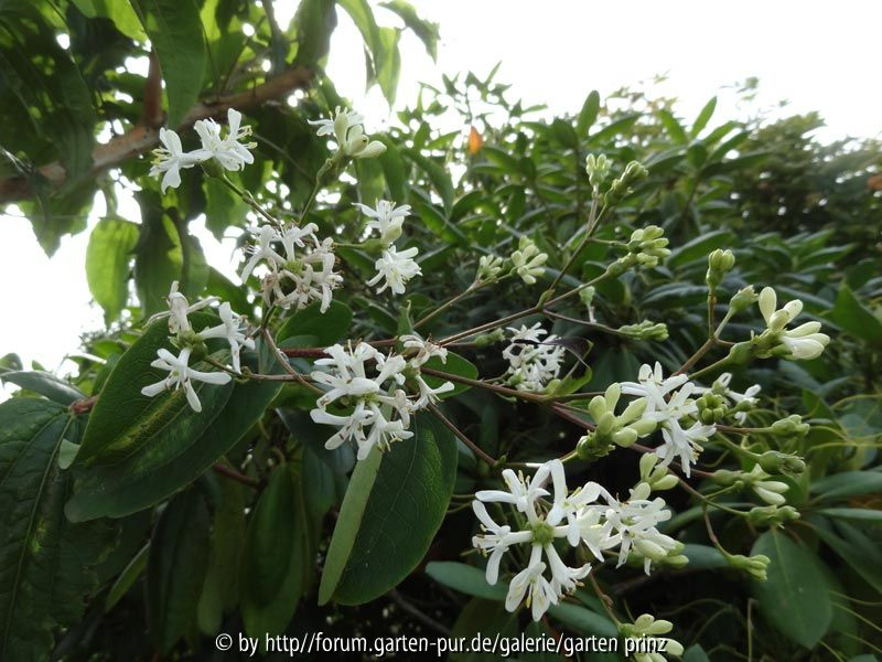 Heptacodium miconoides September 2013