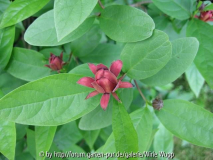 Gewürzstrauch - Calycanthus fertilis oder floridus -  Einzelne Blüte