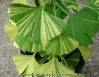 Ginko biloba 'Variegata' II