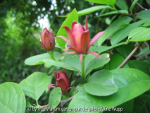 Gewürzstrauch - Calycanthus fertilis oder floridus