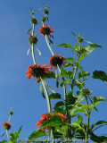 Leonotis dysophylla October 2013