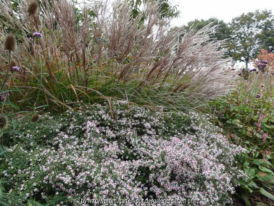 Aster lateriflorus horizontalis with Miscanthus October 2013