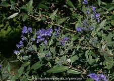 Caryopteris