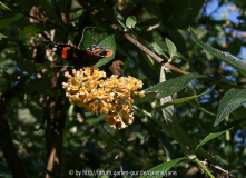 Buddleja Sungold