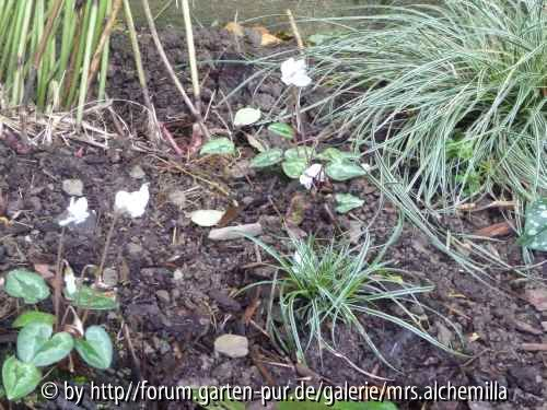 2013-10 Carex u. Cyclamen