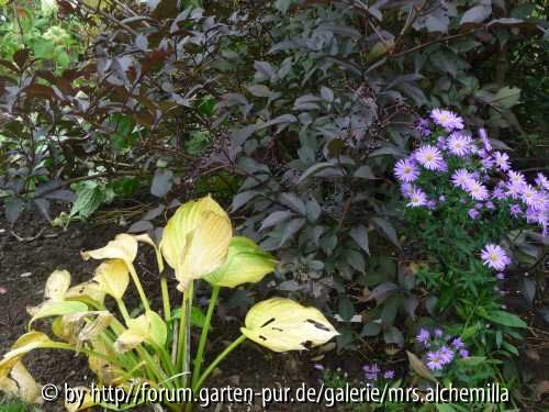 2013-10 Sambucus, Aster, Hosta