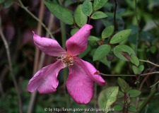 Mutabilis hat im Moment nur eine Blüte, aber noch viele Knospen