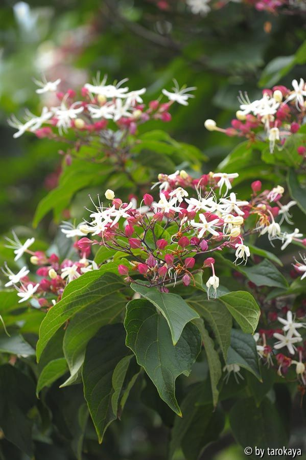 Clerodendrum trichotomum fargesii blüte