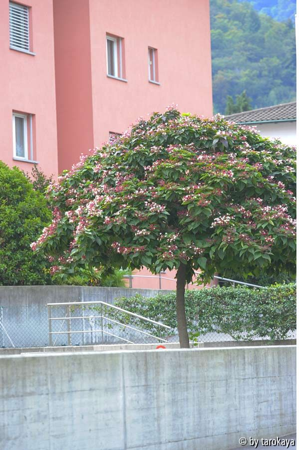 Clerodendrum trichotomum fargesii habitus