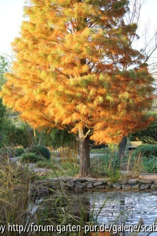 Taxodium Herbstfärbung