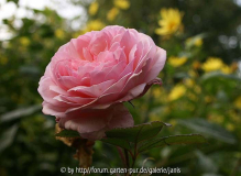 A Shropshire Lad