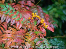 Sorbus Autumn Spire