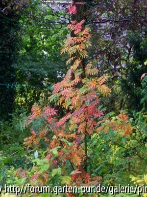 Sorbus ganz