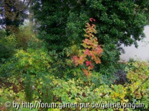 Autumn Spire Sorbus