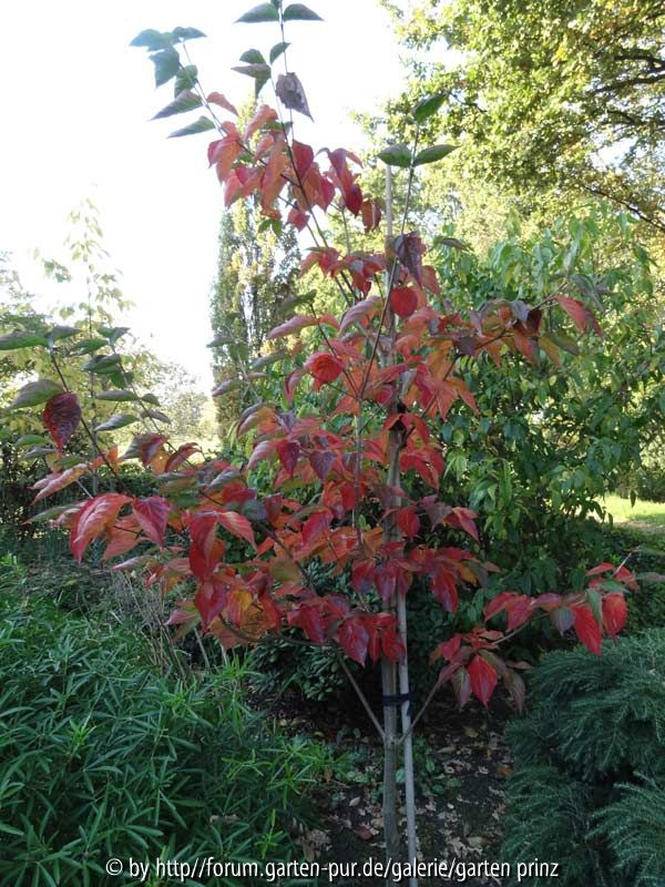 Cornus Venus Autumn Colour 2013