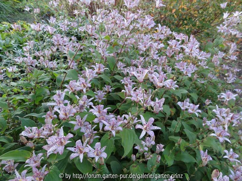 Tricyrtis hirta October 2013