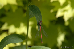 Farbmutige Libelle