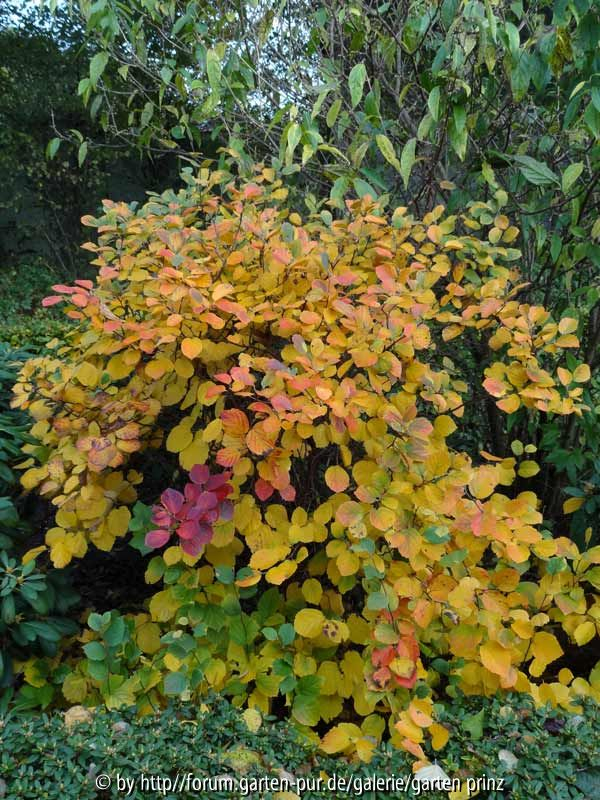 Fothergilla major Autumn 2013