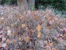 Brachypodium Sylvaticum im November