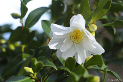 ginryu nov13