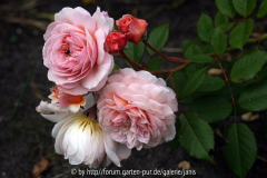 A shropshire lad