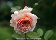 A shropshire lad