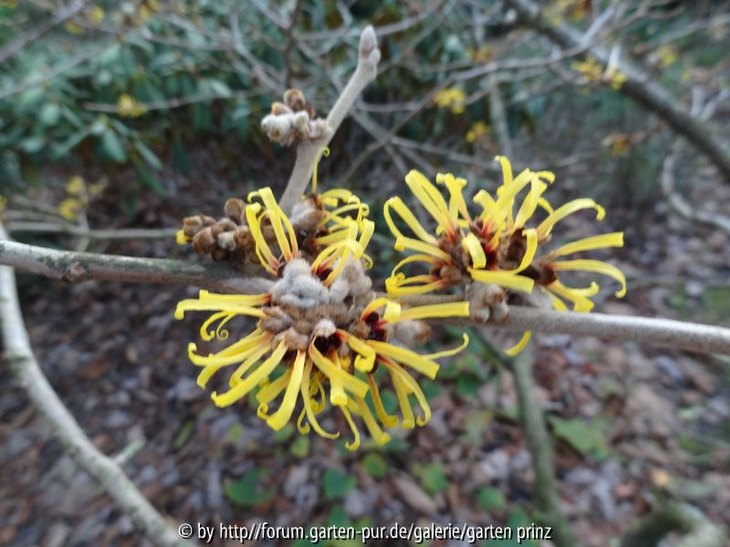 Hamamelis Unknown Cultivar December 2013