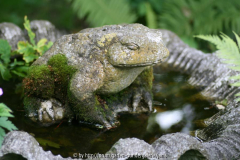 Steinfrosch