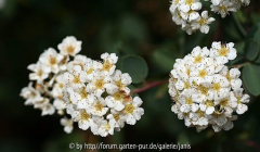 Crataegus