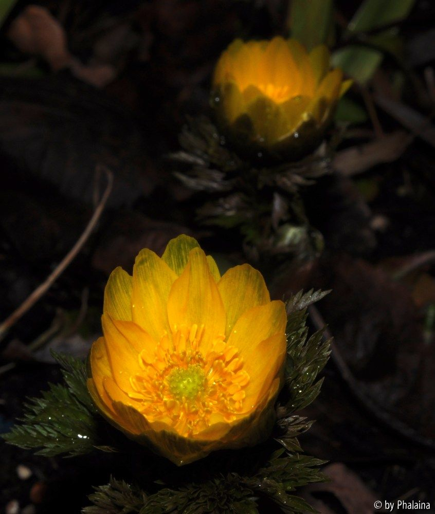 Adonis amurensis