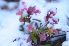 zwergenglück im schnee 2/14